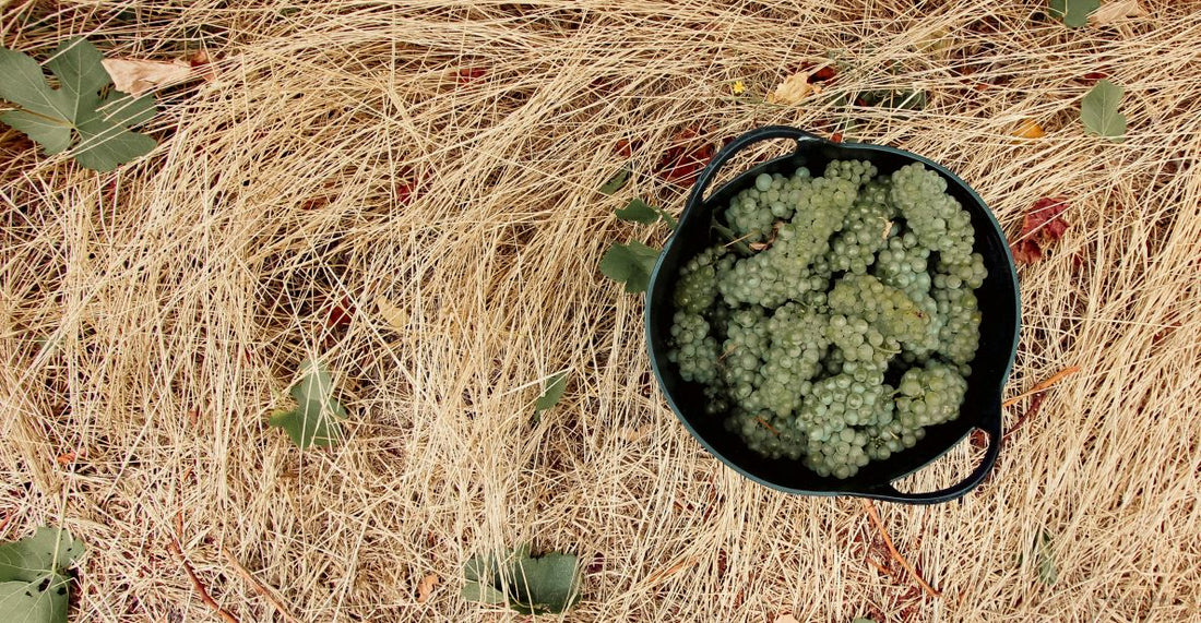 Discover the Great Southern: WA’s Cool-Climate Wine Wonder