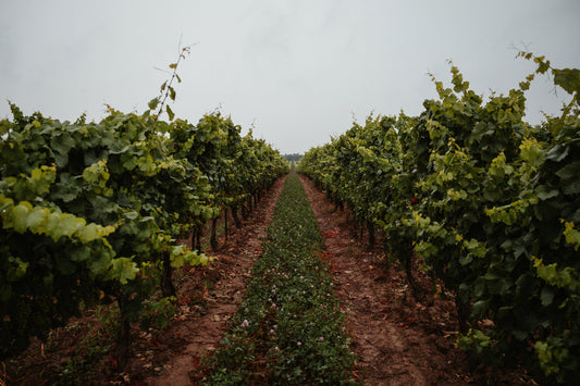 Beyond the Big Names, Boutique Wine Discovery