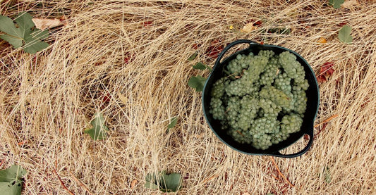 Discover the Great Southern: WA’s Cool-Climate Wine Wonder